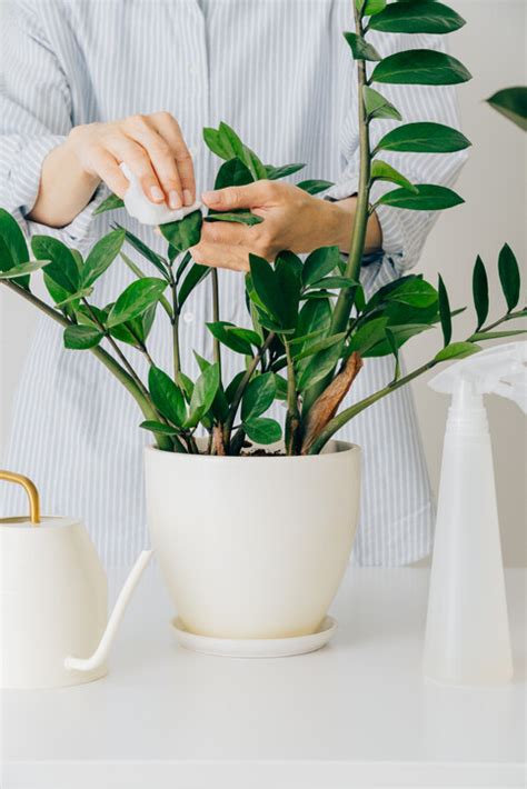 羅漢松擋煞|風水植物｜不只富貴竹！7款招財/招桃花植物推介+不可不知風水 